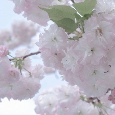 兽设萌新入门指南福瑞群